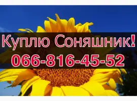 Зображення для оголошення Підприємство закуповує СОНЯШНИК!Щоденно!Без вихідних