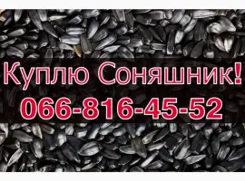 Зображення для оголошення Закуповую СОНЯШНИК у великих обсягах!Без вихідних