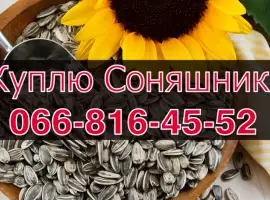 Зображення для оголошення Купую СОНЯШНИК!Дорого!На постійній основі!!!Щоденно