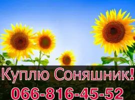 Зображення для оголошення Купую Соняшник!Безкомпромісні ціни