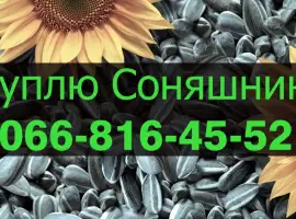 Зображення для оголошення Закуповую СОНЯШНИК в будь якій кількості