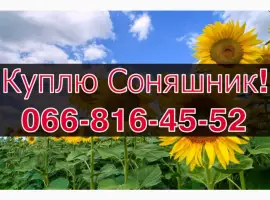 Зображення для оголошення ЗАКУПОВУЄМО СОНЯШНИК!Високі Ціни!Оплата на вагах!Щоденно