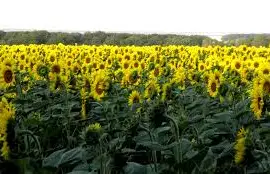 Зображення для оголошення Семена подсолнечника Жалон Гранд