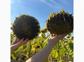 Зображення для оголошення Насіння соняшника Неймар Плюс (Насіння сооняшника під гранстар ) Доставка безкоштовна