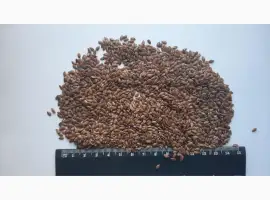 Зображення для оголошення Льон 150 тонн. Хмельницька обл