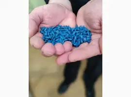 Зображення для оголошення Семена подсолнечника ЄС Бамбина G