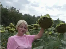 Зображення для оголошення Насіння соняшника Аркос