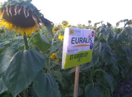 Зображення для оголошення Подсолнечник ЕС Генезис СЛ (A-G) - Euralis