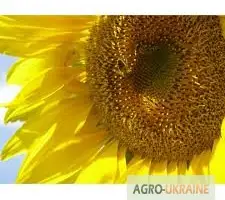Зображення для оголошення Семена подсолнечника Нео
