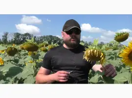 Зображення для оголошення Подсолнечник НСХ 6749 SU