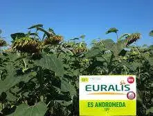 Зображення для оголошення Подсолнечник ЕС Андромеда - Euralis (A-G)