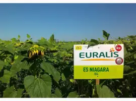 Зображення для оголошення Подсолнечник ЕС Ниагара - Euralis (A-G)