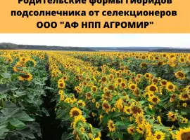 Зображення для оголошення Родительские компоненты на участки гибридизации подсолнечника