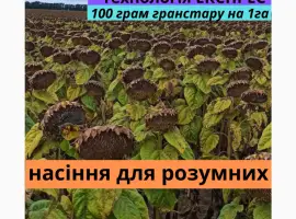 Зображення для оголошення Семена подсолнечника гибрид Фараон