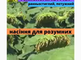Зображення для оголошення Семена подсолнечника гибрид АМ ТАЙПАН КЛП
