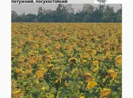 Зображення для оголошення Насіння соняшника гібрид АМ ФОРТЕЦЯ
