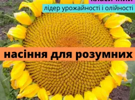 Зображення для оголошення Семена подсолнечника гибрид Презент