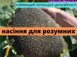 Зображення для оголошення Семена подсолнечника гибрид Фурор F1