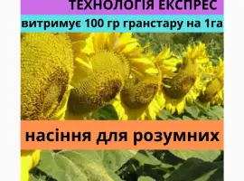 Зображення для оголошення Насіння соняшника АМ Патріот плюс