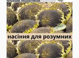 Зображення для оголошення Семена подсолнечника гибрид КЛП 25