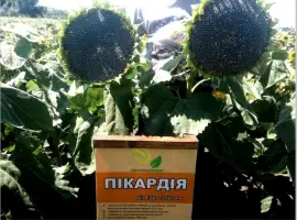 Зображення для оголошення Высокоурожайные семена подсолнечника под гербицид Експресс