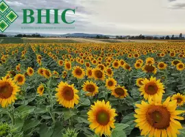 Зображення для оголошення Семена подсолнечника ВНИС от производителя