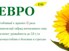 Зображення для оголошення Подсолнечник Евро (100 дн) устойчив к 7 расам заразихи под Евро-Лайтнинг от ВНИС. Новинка