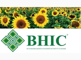 Зображення для оголошення Семена подсолнечника под гранстар от производителя
