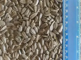 Зображення для оголошення Продам подсолнечник СПК 3