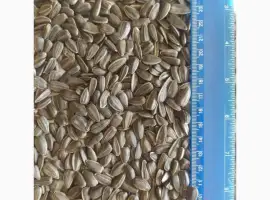 Зображення для оголошення Продам подсолнечник Лакомка