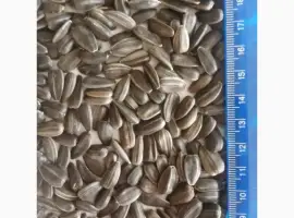Зображення для оголошення Продам семена подсолнечника