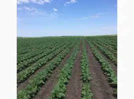 Зображення для оголошення Неймар плюс насіння соняшнику