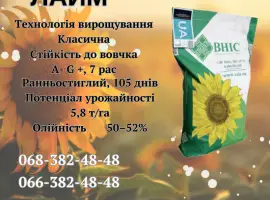 Зображення для оголошення Насіння соняшника ЛАЙМ (екстра)(стандарт)(2023 рік)