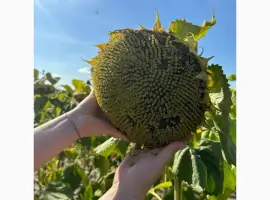 Зображення для оголошення Продам насіння соняшнику БАСТЕН