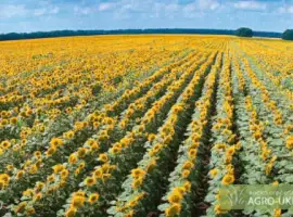 Зображення для оголошення Семена подсолнечника Ясон