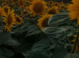 Зображення для оголошення Семена суперраннего подсолнечника