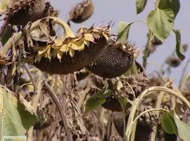 Зображення для оголошення Семена подсолнечника