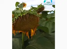 Зображення для оголошення Семена подсолнечника "Флокс". 50 гр гранстара. 7+ Заразиха+ видео обзоры клиентов