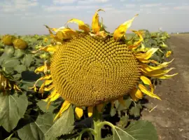 Зображення для оголошення Насіння соняшника Бомонд. 60 гр гранстар