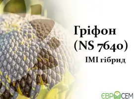 Зображення для оголошення Насіння соняшника Гріфон NS 7640