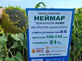Зображення для оголошення Семена подсолнечника Неймар A-G. Гибрид подсолнечника Неймар 43ц/га