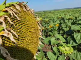 Зображення для оголошення ЄС Саксон под гранстар. ЕС Саксон семена подсолнечника 42ц/га