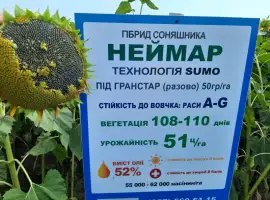 Зображення для оголошення Неймар під гранстар. Гібрид Неймар 43ц/га. Соняшник Неймар вовчок раси A-G