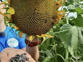 Зображення для оголошення Закупаем подсолнечник с места