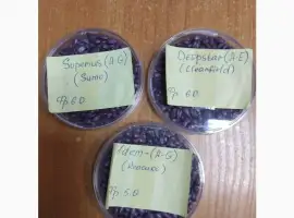 Зображення для оголошення Продам насіння соняшнику Сементіс ( Sementis) врожаю 2024 року фракції XL