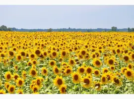 Зображення для оголошення Насіння соняшника Карат
