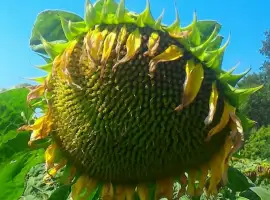 Зображення для оголошення Насіння соняшника НС Х 2652