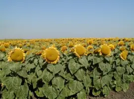 Зображення для оголошення Насіння соняшник Флоріан (105 днів)