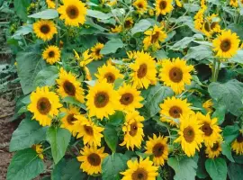 Зображення для оголошення Насіння соняшника Норман