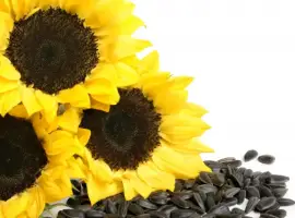 Зображення для оголошення Закупаем подсолнечник с повышенной влагой
